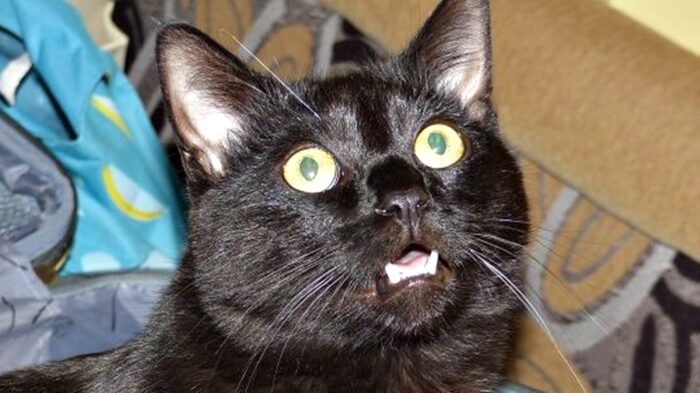 Pyszczek czarnego kota podczas miauczenia, na kolorowym tle.