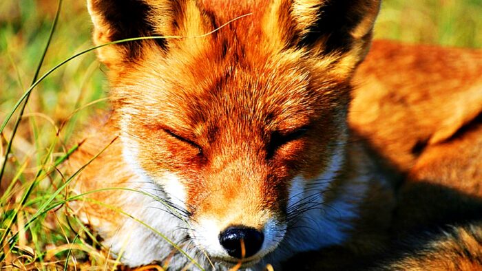 Kolorowe zdjęcie młodego lisa. Pyszczek z bliska z przymkniętymi oczami. W tle trawa.