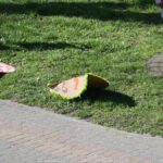 Zniszczone ozdoby wielkanocne w parku miejskim.