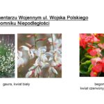 Schemat nasadzenia kwiatów.