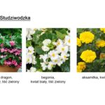 Schemat nasadzenia kwiatów.