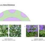 Schemat nasadzenia kwiatów.