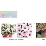 Schemat nasadzenia kwiatów.