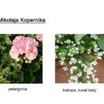 Schemat nasadzenia kwiatów.