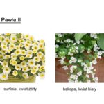 Schemat nasadzenia kwiatów.