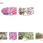 Schemat nasadzenia kwiatów.