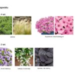 Schemat nasadzenia kwiatów.