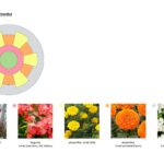 Schemat nasadzenia kwiatów.