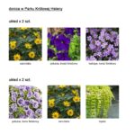 Schemat nasadzenia kwiatów.