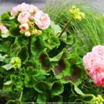 Kolorowe kwiaty miejskich nasadzeń.