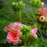 Kolorowe kwiaty miejskich nasadzeń.