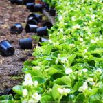 Kolorowe kwiaty miejskich nasadzeń.