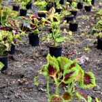 Kolorowe kwiaty miejskich nasadzeń.