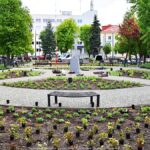 Kolorowe kwiaty miejskich nasadzeń.