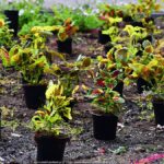 Kolorowe kwiaty miejskich nasadzeń.