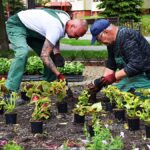 Dwaj mężczyźni sadzący kwiaty na dywanie kwietnym na miejskim skwerze. Pochylają się i umieszczają kwiaty z ziemi. W tle zabudowa miasta.