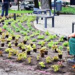 Kolorowe kwiaty miejskich nasadzeń.