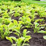 Kolorowe kwiaty miejskich nasadzeń.