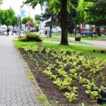 Kolorowe kwiaty miejskich nasadzeń.