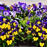 Kolorowe kwiaty miejskich nasadzeń.