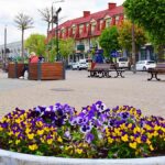 Kolorowe kwiaty miejskich nasadzeń. W tle ratusz i zabudowa miejska.