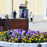 Kolorowe kwiaty miejskich nasadzeń. W tle ratusz i zabudowa miejska.