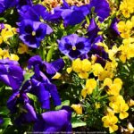 Kolorowe kwiaty miejskich nasadzeń.