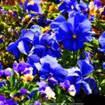 Kolorowe kwiaty miejskich nasadzeń.