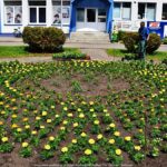 Kolorowe kwiaty miejskich nasadzeń.