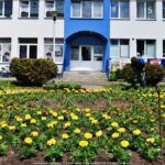 Kolorowe kwiaty miejskich nasadzeń.