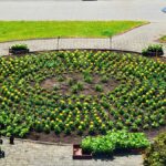 Kolorowe kwiaty miejskich nasadzeń.