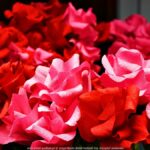 Czerwone róże z papieru.