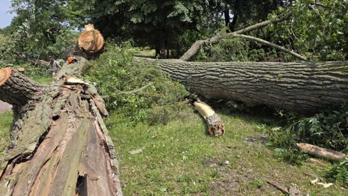 ścięte drzewo leży na alejce parkowej